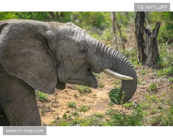 《齿轮与智慧的较量挑战赛:挖矿游戏中的思维与技巧对决》 《齿轮与智慧的较量挑战赛:挖矿游戏中的思维与技巧对决》